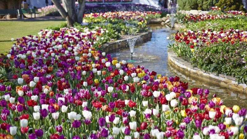 Tulip Time festival, Bowral